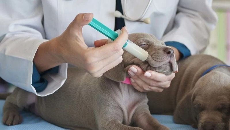 feeding dogs with a syringe