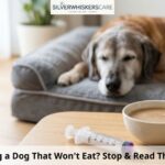 Syringe Feeding a Dog That Won’t Eat? Stop & Read This Safety Guide