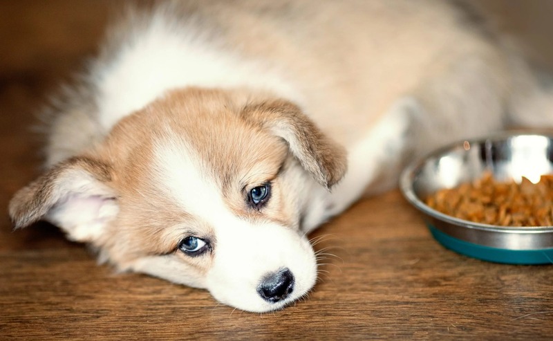 Why Do Dog Won't Eat When It's Hot in the Summer